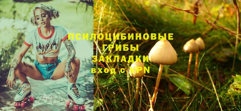 Псилоцибиновые грибы Psilocybe  omg ссылка  Долинск 